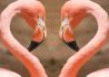 Copy-of-Heart-by-flamingos