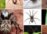 spider-montage